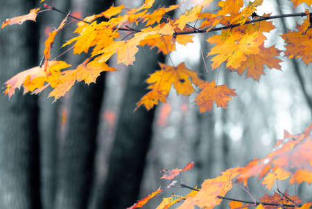 Colorful maple leaves closeup on a background of trees in an autumn forest, yellow maple leaves,...