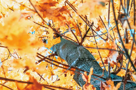 Maple tree closeup, yyellow maple leaves and branches, background of nature