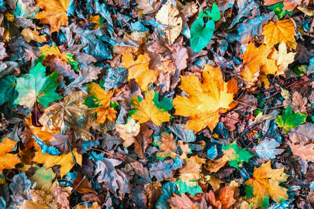colorful autumn maple leaves closeup, autumn natural background