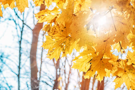 Colorful maple leaves closeup on a background of trees in an autumn forest, yellow maple leaves, background of natureの写真素材