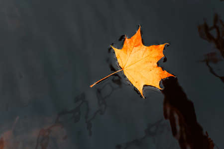The yellow maple leaf floats on the dark waterの写真素材
