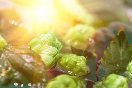 Green fresh hop cones in water for making beer and bread, closeup, agricultural background. Hops lies in the water lit by the sun raysの写真素材