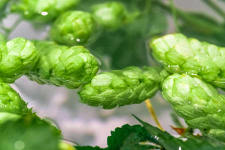 Green fresh hop cones in water for making beer and bread, closeup, agricultural background. Hops...
