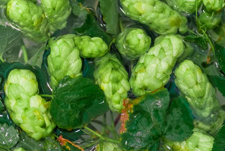 Green fresh hop cones in water for making beer and bread, closeup, agricultural background. Hops...