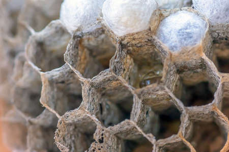 wasp nest with larvae, honeycomb wasp, closeup, natural background