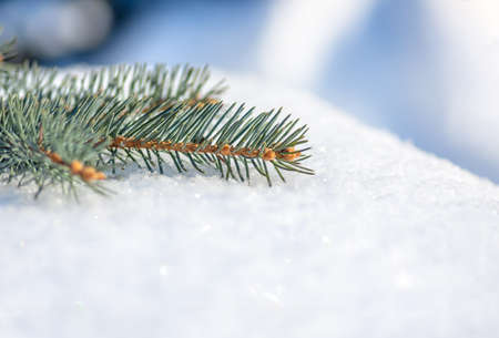 Twigs of fir tree in the snow. Christmas and New Year winter background. Greeting card