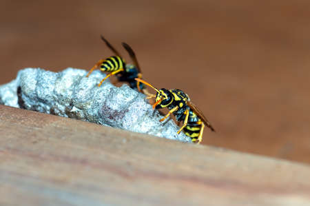 Wasps build a nest. Closeup of a wasp family sitting on a nest. Nature background