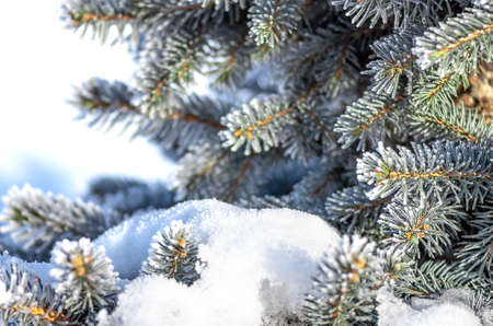 Twigs of fir tree in the snow. Christmas and New Year winter background. Greeting card