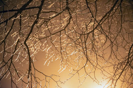 Tree branches frozen in the ice on dark backgroundの写真素材