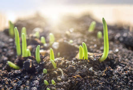 Wheat and grass plants closeup. Sprout Wheat, wheatgrass growing from the roots.