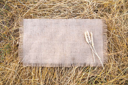 ears of wheat on the tablecloth, agricultural background.の写真素材