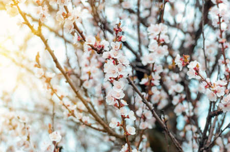 beautiful flowers and leaves of an apricot tree blooming in spring close up, natural backgroundの写真素材