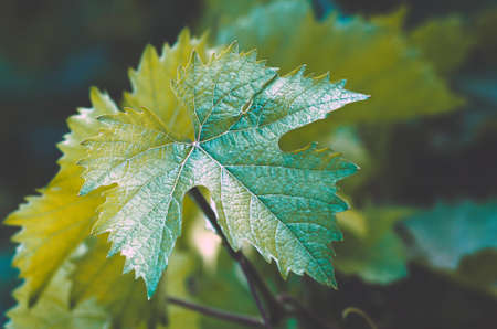 gentle young green grape leaves in the spring, closeup, natural backgroundの写真素材