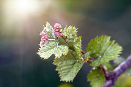 Young green tender shoots and leaves of grapes on the vine in the spring. Spring Grape Vines - fresh green shoots, grape blossom can be seen on the vines.の写真素材