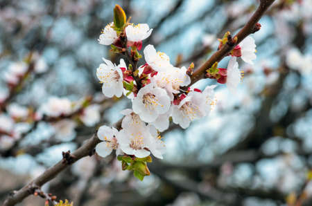 beautiful flowers and leaves of an apricot tree blooming in spring close up, natural backgroundの写真素材