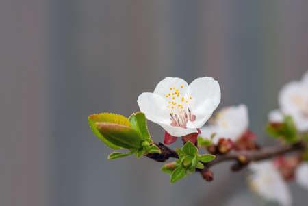 beautiful flowers and leaves of an apricot tree blooming in spring close up, natural backgroundの写真素材