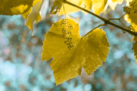 gentle young green grape leaves and growing fruit in the spring, closeup, natural backgroundの写真素材