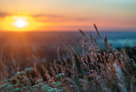 Wild wildflowers and grass during sunrise in summer. Flowers against the setting sun. Large grass in the field during sunrise against the sky. Natural backgroundの写真素材