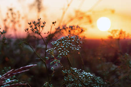 Wild wildflowers and grass during sunrise in summer. Flowers against the setting sun. Large grass in the field during sunrise against the sky. Natural backgroundの写真素材