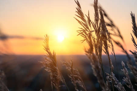 Dry large grass against the setting sun in the sky. Sunset in the field in autumn. Summer sunrise in a grass fieldの写真素材