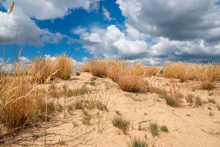 Dry grass in desert area against the backdrop skyの写真素材