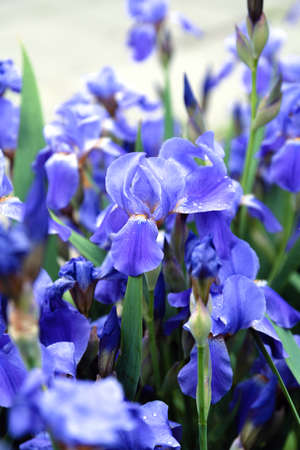 Blue flower irises close up, nature backgroundの写真素材