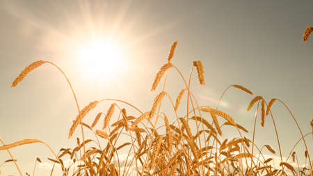 wheat spica in a wheat field against the sun in sky when the harvest is ripe, agricultural...