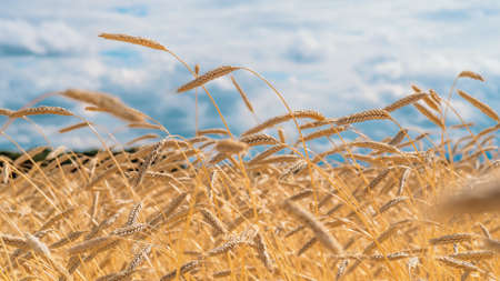 Wheat field. Blue sky with clouds over wheat field. Ears of golden wheat closeup. Beautiful...