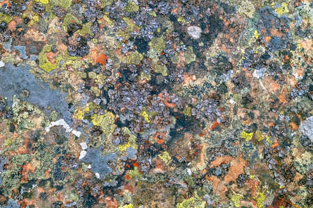 Nature background. Moss, fungus on stone closeup . Relief and texture of stone with patterns and...