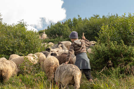 Sheep graze in the mountains. Traditional economy Highlanders.