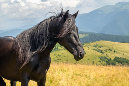 Black stallion in the mountains in the meadow in summer day, closeup. Natural background.の写真素材