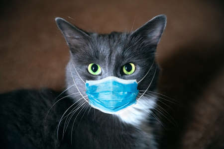 Protective antiviral mask on the cat's face, Protective face mask for animals. Surgical mask. COVID-19, Coronovirus, hantavirus concept. Medical mask and coronavirus and hantavirus protection. Isolated cat at home.の写真素材