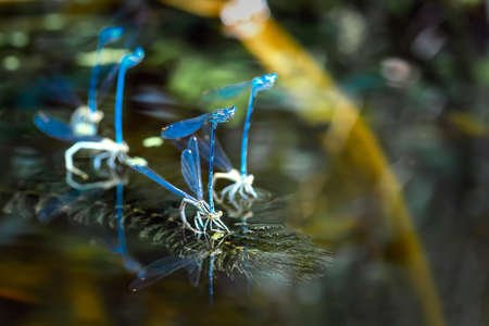A small blue dragonfly resting on a river plant. Natural background