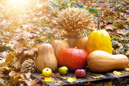 Harvested crop on the eve of the holiday halloween, pumpkins, wheat. Autumn holidays, Halloween festive background.の写真素材