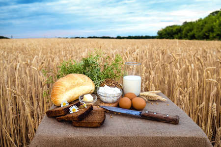 Organic food - milk, bread, eggs, cheese, knife, butter lying on the table, against the background of a wheat field and sky. Organic food homemade farm, handmade. Agricultural with food background.の写真素材