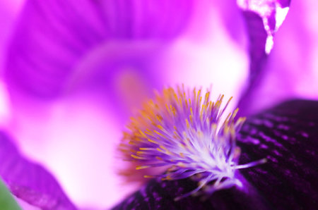 Iris flower natural background. Detail of an iris bud closeup . Beautiful violet flower. Natural background. Iris petalsの写真素材
