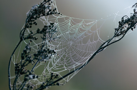 A cobweb on old dry grass covered with dew drops close-up. Drops of dew on the web.