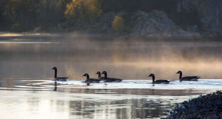 Geese swimming in water.の写真素材