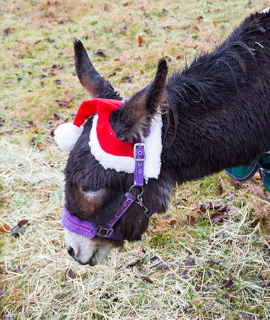 Cute donkey with christmas hatの写真素材