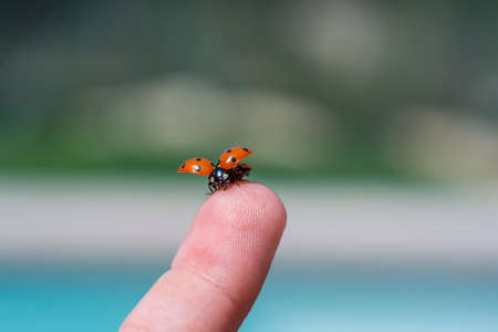Ladybug on fingertip. Ready to fly awayの写真素材