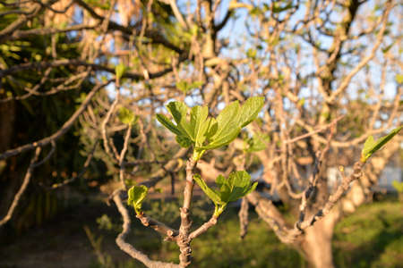 A fig tree in Spain is preparing for spring