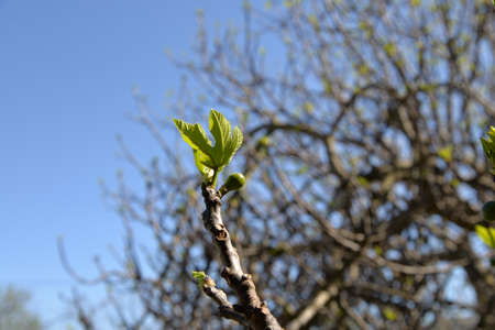 A fig tree in Spain is preparing for spring