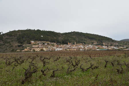 A very nice wine-growing area on the Costa Blanca in springの写真素材