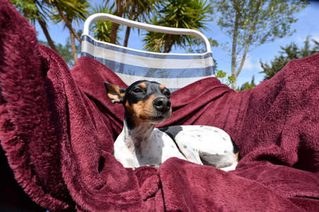 My two year old Spanish dog in the gardenの写真素材