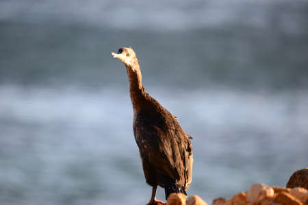 Cormorant on a rock in the sea