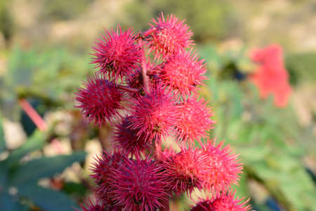 View of a castor tree in Spain's wildernessの写真素材