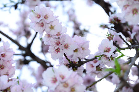 Beautiful blossoming almond tree in spring time, closeup view