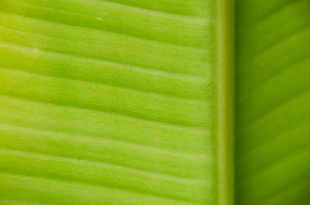 When the sunlight shine on banana leaf in one day morning.