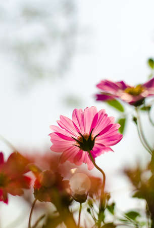 One day morning with the colorful flowers in the garden.の写真素材