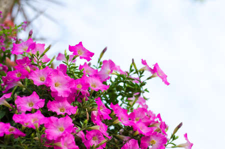 A beautiful flower. You can see it in my garden.の写真素材